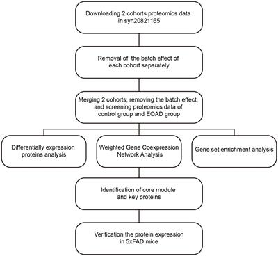 Identification of key proteins in early-onset Alzheimer’s disease based on WGCNA